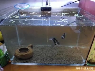 魚缸水質管理的重要性：魚缸水渾濁怎么辦