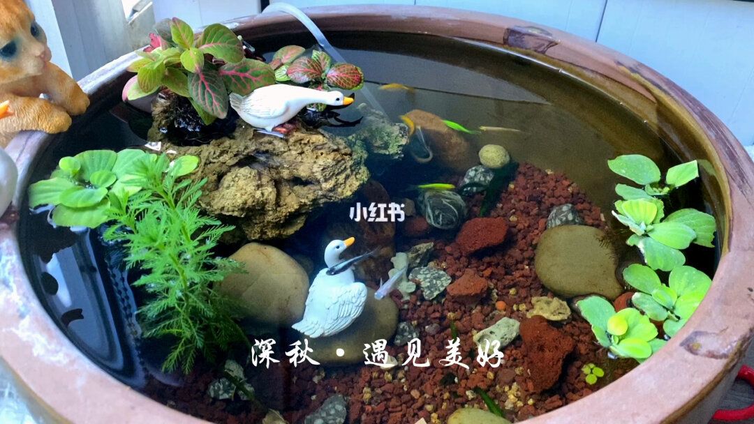 如何選擇古法養(yǎng)魚的魚缸：古法養(yǎng)魚與生態(tài)缸的區(qū)別 魚缸百科 第3張