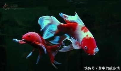 錦鯉撞魚缸是什么原因錦鯉總撞魚缸怎么辦：剛買來的錦鯉總撞魚缸怎么辦錦鯉總撞魚缸是什么原因 魚缸百科 第2張