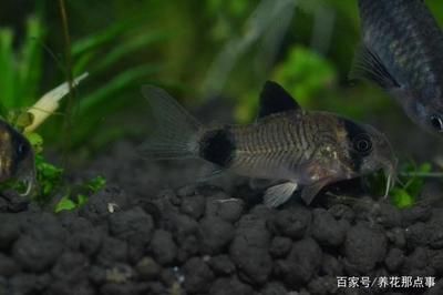 魚缸加熱棒一個月耗電費可能會影響電費，養(yǎng)魚愛好者可以采取節(jié)能：養(yǎng)魚與家庭用電策略 魚缸百科 第1張