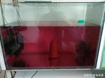 觀賞魚缸消毒殺菌視頻教程：觀賞魚缸消毒殺菌方法 魚缸百科 第1張