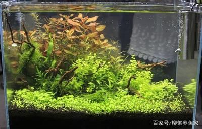 魚缸水霧蒙蒙怎么辦？：魚缸換水后水霧蒙蒙怎么辦 魚缸百科 第2張