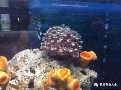 海水魚缸中出現(xiàn)褐藻可能是由于多種因素引起的，以下幾種處理方法：如何處理海水魚缸中的褐藻 魚缸百科 第3張