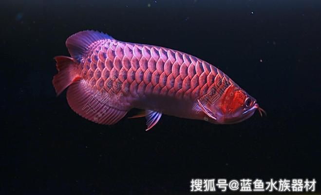 紅木魚缸背景選擇魚缸背景圖案和風水需要考慮到與風水因素：如何選擇紅木魚缸背景