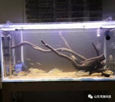 觀海水族魚缸養(yǎng)魚的注意事項：觀海水族魚缸養(yǎng)魚的一些關(guān)鍵要素 魚缸百科 第1張