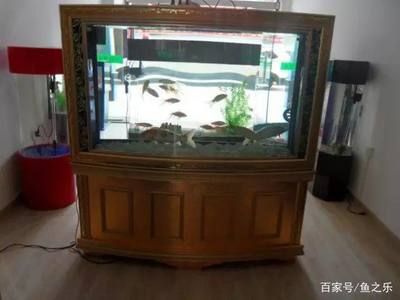 觀海水族魚缸養(yǎng)魚的注意事項：觀海水族魚缸養(yǎng)魚的一些關(guān)鍵要素 魚缸百科 第4張