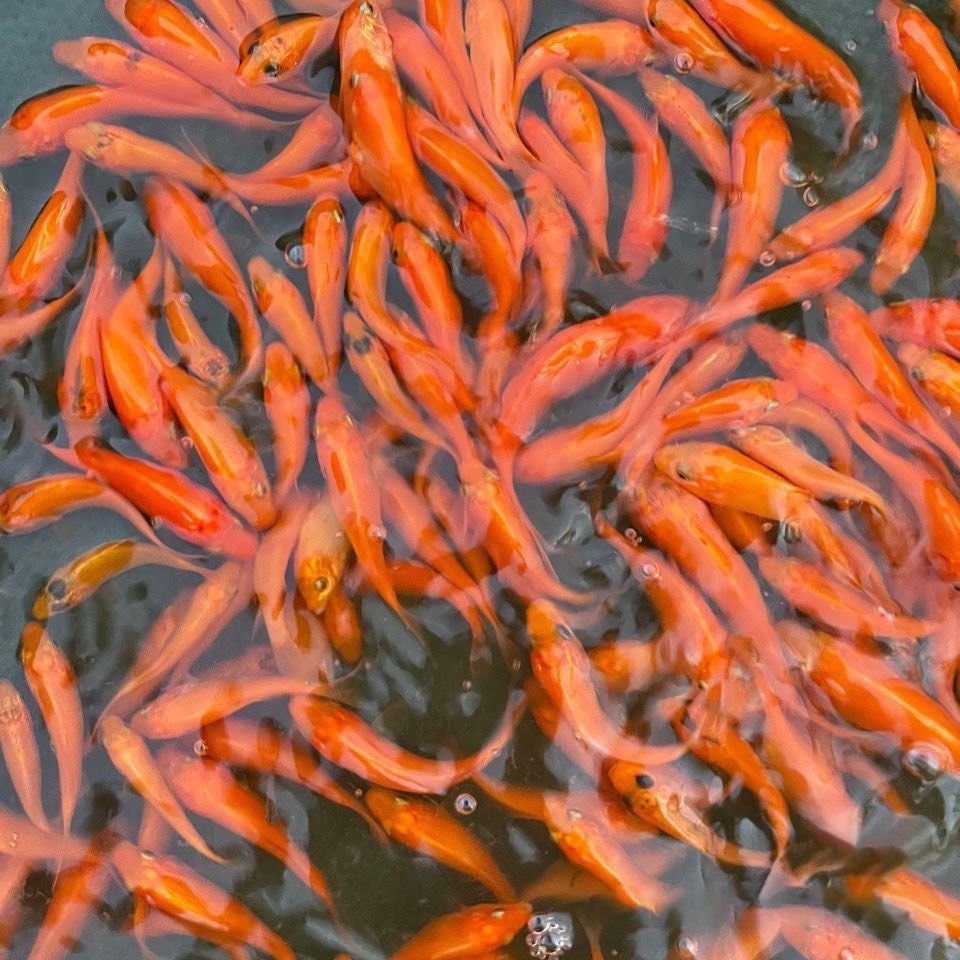 紅鯉魚的養(yǎng)殖技巧，紅鯉魚的養(yǎng)殖技巧和養(yǎng)殖技巧：如何養(yǎng)殖紅鯉魚