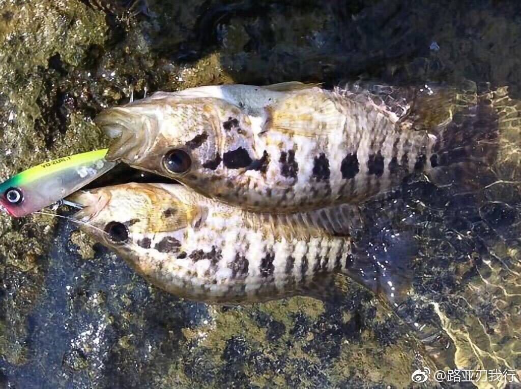 紅老虎魚能長多大：紅老虎魚baike.sogou捕食類觀賞魚360問答 魚缸百科 第2張