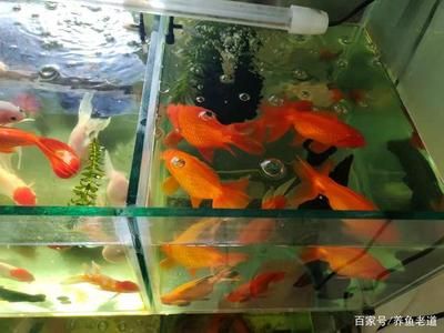 魚缸水質(zhì)管理的科學(xué)方法：爆氧是一種增加魚缸水中氧氣含量的方法 魚缸百科 第1張