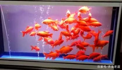 魚缸有水霉病怎么辦：如何處理得過水霉病的魚缸 魚缸百科 第2張