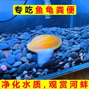 飼養(yǎng)河蚌飼養(yǎng)河蚌需要考慮水質(zhì)、食物來源以及氧氣供應(yīng)等因素：養(yǎng)殖河蚌需要注意什么？