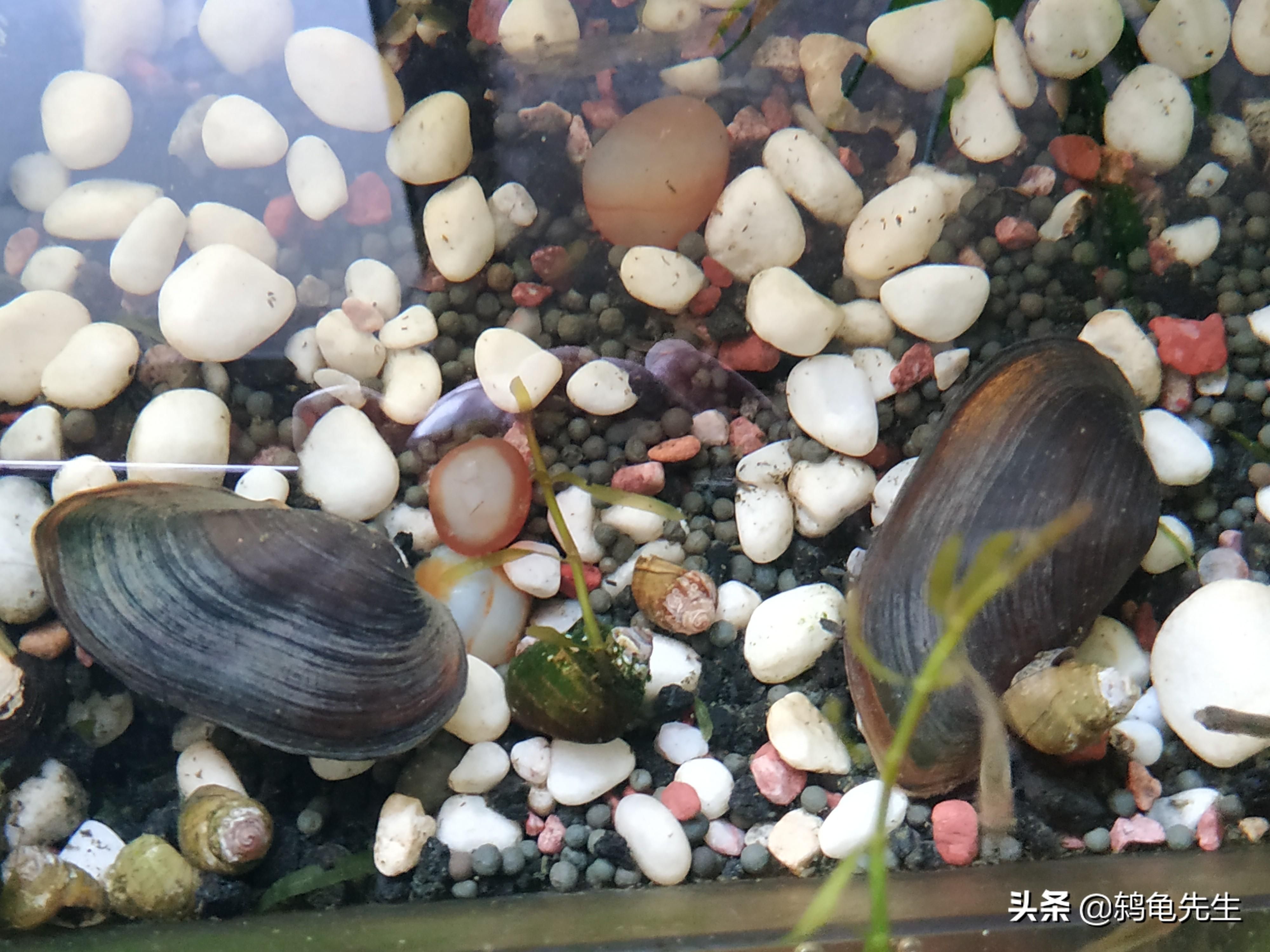 飼養(yǎng)河蚌飼養(yǎng)河蚌需要考慮水質(zhì)、食物來源以及氧氣供應等因素：養(yǎng)殖河蚌需要注意什么？ 魚缸百科 第3張