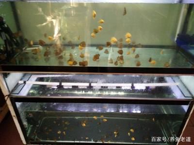 觀賞魚缸造景設(shè)計(jì)和注意事項(xiàng)和注意事項(xiàng)和注意事項(xiàng)：觀賞魚缸如何設(shè)置 魚缸百科 第1張