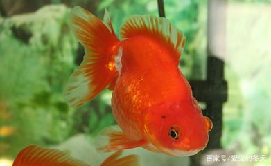 紅色觀賞魚的種類及種類介紹：紅色的魚缸魚是什么？ 魚缸百科 第2張