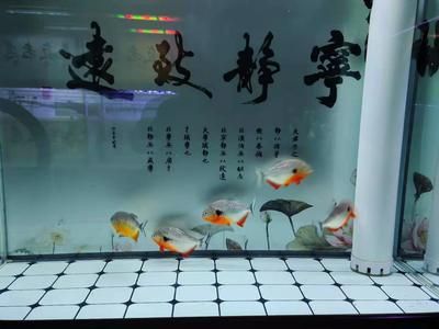 魚缸水發(fā)白霧蒙蒙怎么辦：如何解決魚缸水發(fā)白霧蒙蒙的問題 魚缸百科 第3張