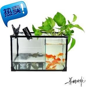 觀賞魚混養(yǎng)觀賞魚需要注意的誤區(qū)在混養(yǎng)觀賞魚的重要因素：混養(yǎng)觀賞魚混養(yǎng)觀賞魚需要注意什么 魚缸百科 第1張