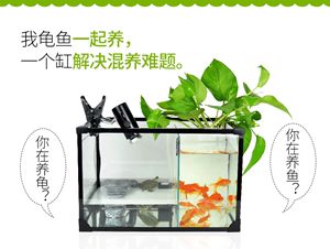 觀賞魚混養(yǎng)觀賞魚需要注意的誤區(qū)在混養(yǎng)觀賞魚的重要因素：混養(yǎng)觀賞魚混養(yǎng)觀賞魚需要注意什么 魚缸百科 第4張