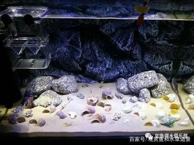 魚缸過濾器是否可以放入魚缸養(yǎng)魚，以及如何正確使用：如何正確使用魚缸過濾器？ 魚缸百科 第3張