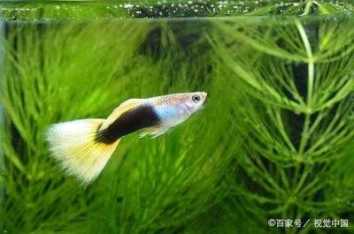 魚缸造景的藝術(shù)與技巧：觀賞魚缸制作魚缸制作的幾種材料和設(shè)計(jì)理念來(lái)進(jìn)行 魚缸百科 第3張