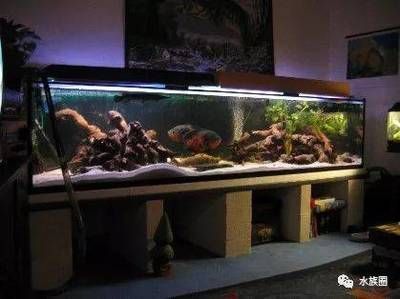 地圖魚魚缸的造景方案：地圖魚魚缸的造景