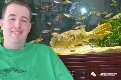 皇冠狗頭魚需要一個至少300升以上的大型魚缸飼養(yǎng)：皇冠狗頭魚怎么養(yǎng)？