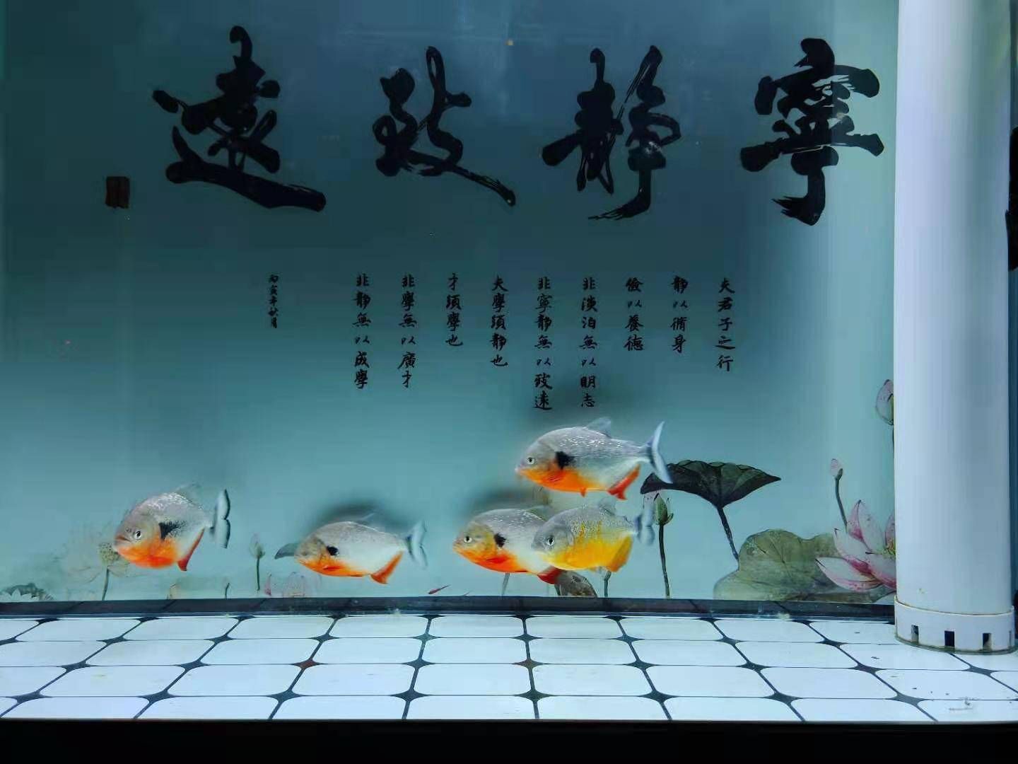 調(diào)節(jié)底濾魚缸的水位的方法：如何調(diào)節(jié)底濾魚缸的水位 魚缸百科 第1張