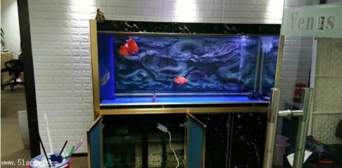 海寧水族箱養(yǎng)護秘籍：水族箱養(yǎng)護秘籍 魚缸百科 第1張