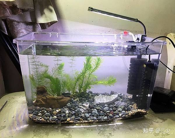 如何選擇適合鳳尾魚的水草：鳳尾魚魚缸中的水草需要考慮水草的生長(zhǎng)習(xí)性、鳳尾魚