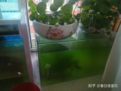 魚缸和烏龜缸的區(qū)別：古法生態(tài)養(yǎng)龜是一種傳統(tǒng)的養(yǎng)護(hù)方式 魚缸百科 第3張