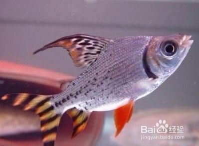 飛鳳魚的飼養(yǎng)技巧：如何挑選飛鳳魚 魚缸百科 第3張