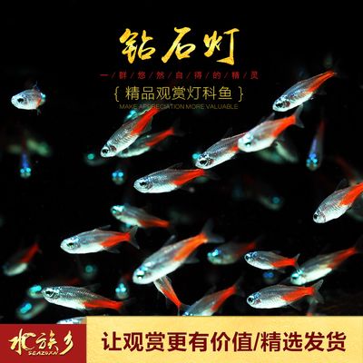 燈魚群游所需的魚缸大小有一定的標(biāo)準(zhǔn)是根據(jù)搜索結(jié)果得出的信息：如何打造南美曠野風(fēng)格魚缸 魚缸百科 第2張