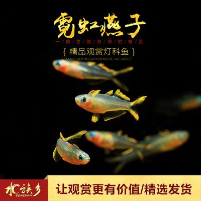 燈魚群游所需的魚缸大小有一定的標(biāo)準(zhǔn)是根據(jù)搜索結(jié)果得出的信息：如何打造南美曠野風(fēng)格魚缸 魚缸百科 第1張