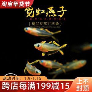 燈魚群游所需的魚缸大小有一定的標(biāo)準(zhǔn)是根據(jù)搜索結(jié)果得出的信息：如何打造南美曠野風(fēng)格魚缸 魚缸百科 第3張