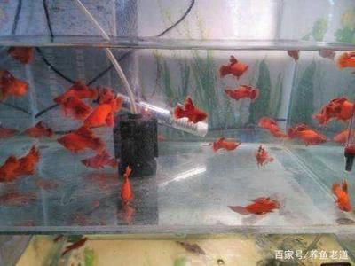 紅箭魚飼養(yǎng)技巧：紅箭魚的飼養(yǎng)技巧