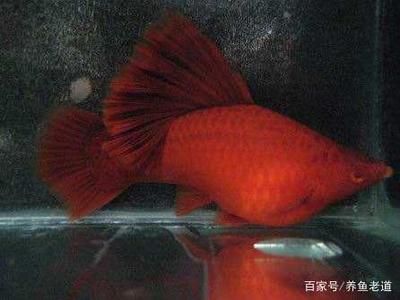 紅箭魚飼養(yǎng)技巧：紅箭魚的飼養(yǎng)技巧