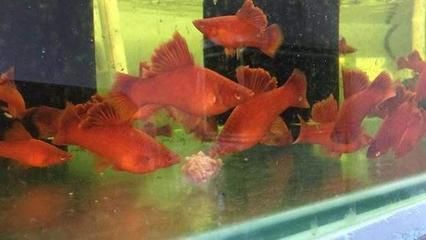 紅箭魚飼養(yǎng)技巧：紅箭魚的飼養(yǎng)技巧