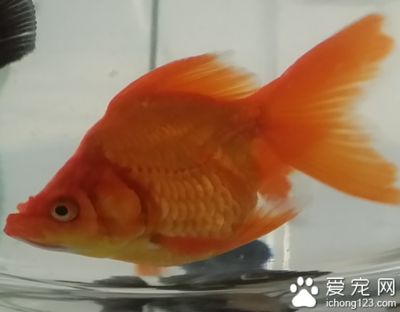 觀賞魚換水的頻率是固定的，它會受到多種因素的影響：觀賞魚換水的頻率可以根據(jù)以下幾個方面進(jìn)行調(diào)整