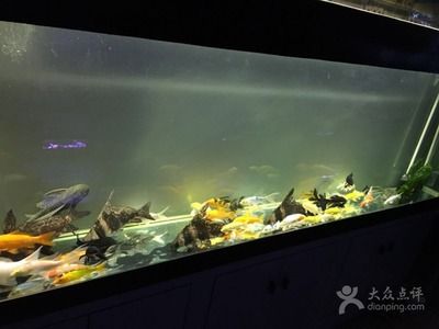 廣州魚缸維護(hù)服務(wù)公司：廣州一水族工作室提供魚缸維護(hù)魚缸維護(hù)服務(wù)的公司 魚缸百科 第2張