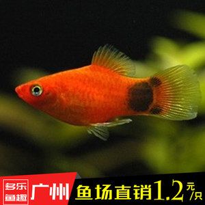 廣州購買魚缸及魚苗的方法：廣州購買魚缸及魚缸及魚苗的地方主要有以下幾個地方