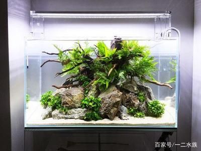 魚缸底濾魚缸過濾器哪種過濾器哪種過濾材料推薦：底濾魚缸物理過濾技巧 魚缸百科 第1張