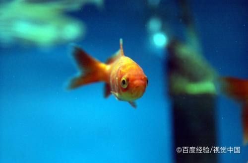 自來(lái)水可以直接加到魚(yú)缸里嗎？：給魚(yú)缸換水時(shí)，到底該不該直接使用自來(lái)水？ 魚(yú)缸百科 第3張