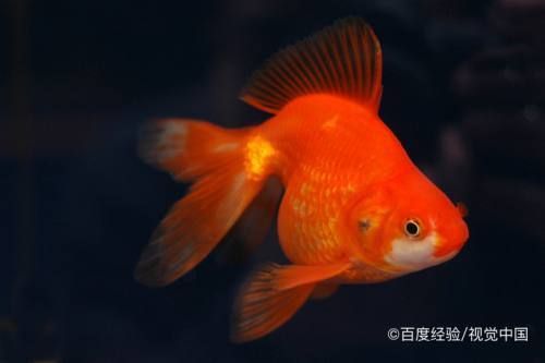 自來(lái)水可以直接加到魚(yú)缸里嗎？：給魚(yú)缸換水時(shí)，到底該不該直接使用自來(lái)水？ 魚(yú)缸百科 第4張