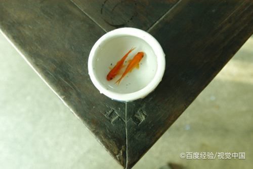 自來(lái)水可以直接加到魚(yú)缸里嗎？：給魚(yú)缸換水時(shí)，到底該不該直接使用自來(lái)水？ 魚(yú)缸百科 第1張