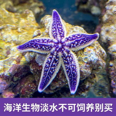 海星魚缸是一種適合養(yǎng)殖海星的容器，揭秘海星魚缸的養(yǎng)殖建議：揭秘海星魚缸與淡水養(yǎng)殖 魚缸百科 第2張