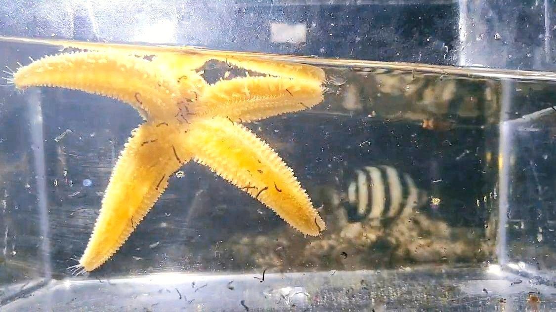 海星魚缸是一種適合養(yǎng)殖海星的容器，揭秘海星魚缸的養(yǎng)殖建議：揭秘海星魚缸與淡水養(yǎng)殖 魚缸百科 第1張