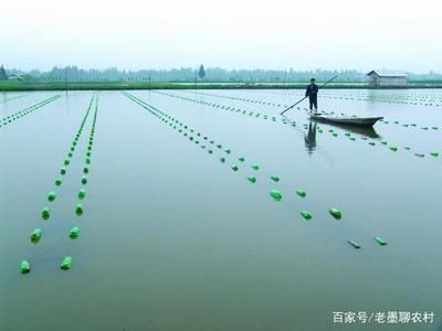 河蚌與水草共存的秘密，你知道嗎？：如何在魚缸中飼養(yǎng)河蚌 魚缸百科 第2張