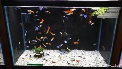 鳳尾魚的魚缸水位的合適程度與其他觀賞魚的合適程度：鳳尾魚的養(yǎng)殖技巧