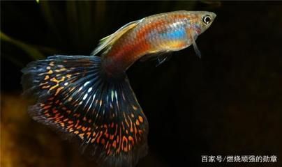 鳳尾魚的魚缸水位的合適程度與其他觀賞魚的合適程度：鳳尾魚的養(yǎng)殖技巧