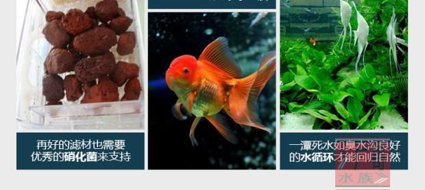 魚缸底砂的選擇與養(yǎng)護(hù)：底砂魚缸的過(guò)濾方式及其相關(guān)的清理和注意事項(xiàng) 魚缸百科 第3張