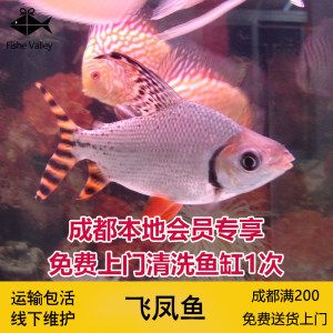 飛鳳魚的飼養(yǎng)誤區(qū)在養(yǎng)魚過程中可能會犯這些誤區(qū)：關(guān)于飛鳳魚的飼養(yǎng)誤區(qū) 魚缸百科 第4張